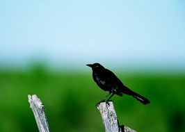 black bird on a tree trunk