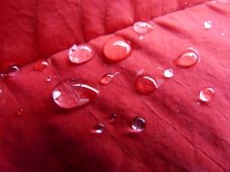 drops of water on poinsettia petal close-up
