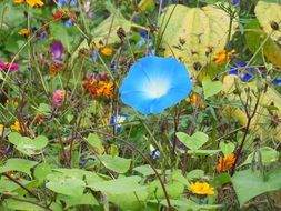 Flower meadow in nature close-up