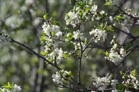 white spring apple tree view