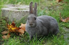 attractive grey rabbit