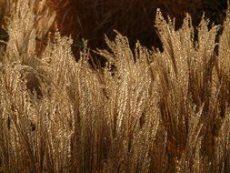 thickets of miscanthus in the glare of light