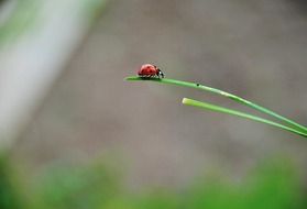 cute ladybug on leaf macro