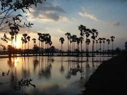 palm trees on the lake in Thailand