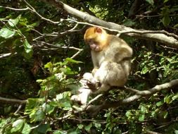 monkey on a branch with green leaves