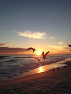 seagulls and beautiful sunset