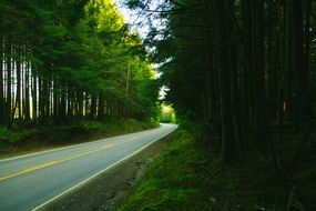 yellow dividing line on the highway