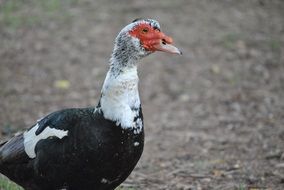 exotic black and white duck