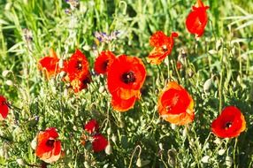 klatschmohn flora