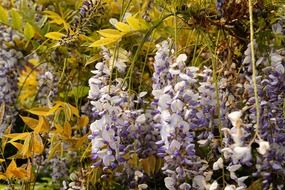 bush of blue flowers clusters