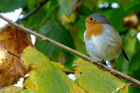 perfect robin bird