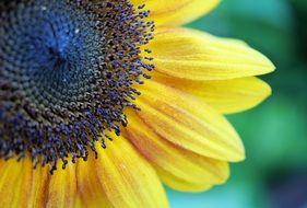 yellow sunflower seeds