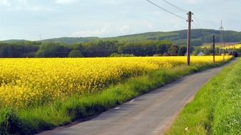 country road near a rapeseed field