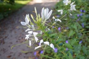 white flower blooms on green plant