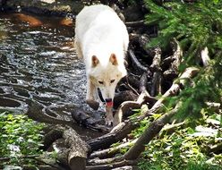 White wolf near the water in nature