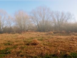 thicket in foggy morning