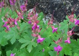 leaves geranium plant