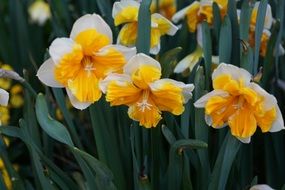 yellow and white narcissus buds