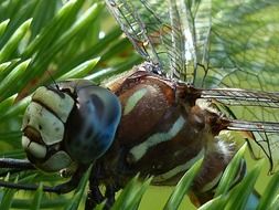 Photo close-up of a dragonfly
