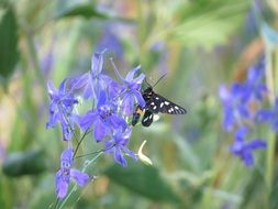 butterfly insect on the summer flower