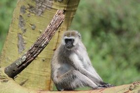 little gray monkey on tree