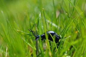 Picture of beetle in a grass