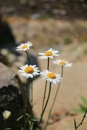 white daisies in a spring park