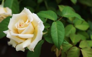 rosa white nature