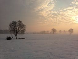 attractive alone winter tree