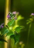 spring plant with small purple flowers