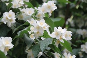 Philadelphus, mock-orange, blooming shrub