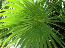 green tropical palm leaves