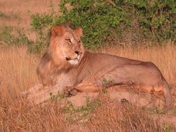 graceful lion in the savanna in Kenya
