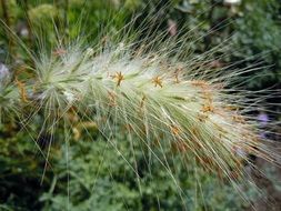 hairy fluffy plant close up