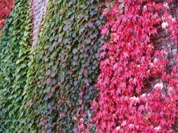 A plant with leaves of different colors on the fence
