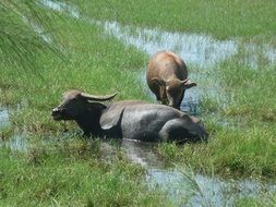cows, vietnam asia