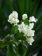 white flowers on a branch with green leaves