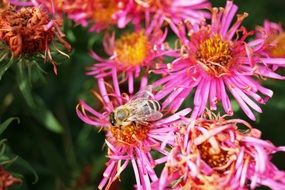 bee on violet aster flower