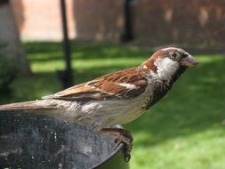 sparrow on a stone in a green meadow