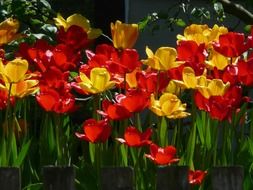 a lot of colorful tulips