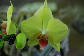 orchid yellow flower plant blossom