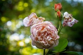 Pink and red roses