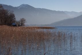 Photo of reeds in a lake