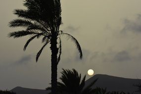 palm tree outline sunset landscape