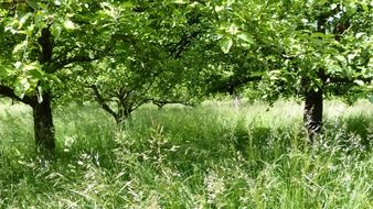 green meadow with trees