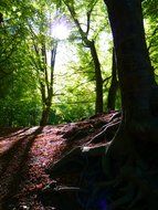 Back light in the beautiful forest