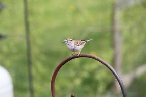 chipping sparrow backyard closeup portrait