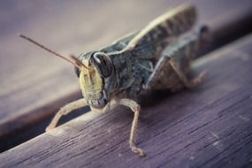 desert locust on a wooden surface close-up