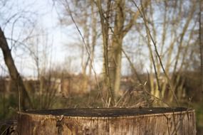 tree stump in the forest closeup