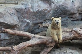 the bear is sitting in a tree